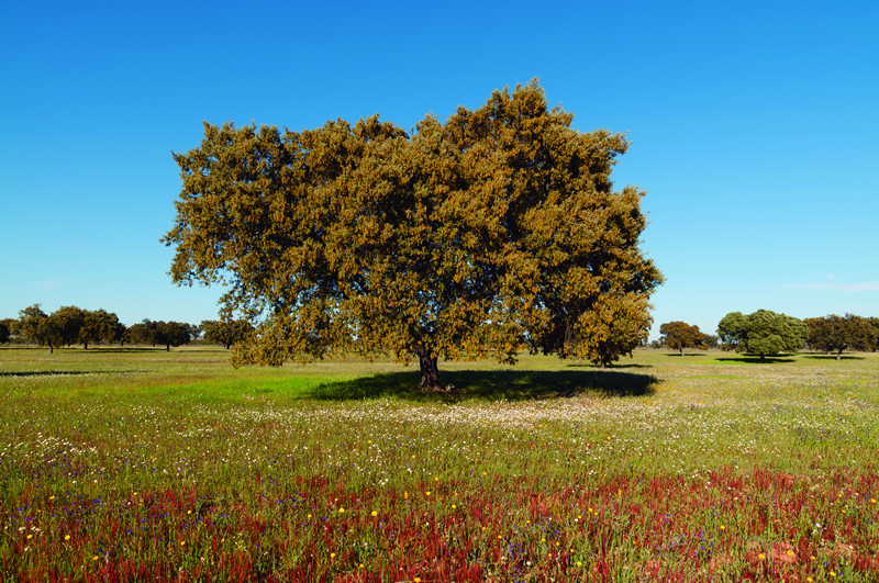 Algarve